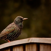 Starling (2)