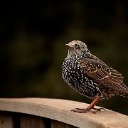 Starling (3)