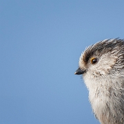 Staartmees - Long-tailed Tit - Aegithalos caudatus
