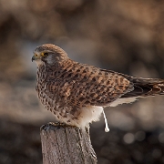 Torenvalk - Common Kestrel - Falco tinnunculus