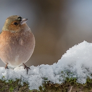 Vink - Common chaffinch - Fringilla coelebs