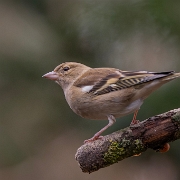 Vink - Common chaffinch - Fringilla coelebs