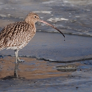 Wulp - Eurasian Curlew - Numenius arquata