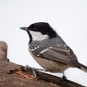 Zwarte mees - Coal Tit - Periparus ater