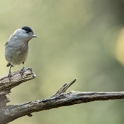 Zwartkop - Eurasian Blackcap - Sylvia atricapilla