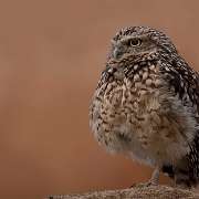 Little Owl