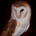 Screech Owl (2)
