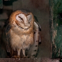 Screech Owl (3)