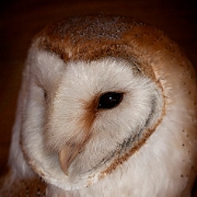 Screech Owl