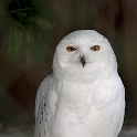 Snow Owl (1)