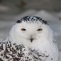 Snow Owl (3)