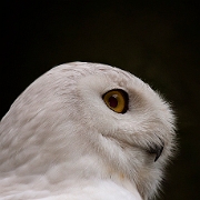 snow owl