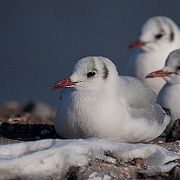 Seabirds