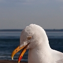 Seagull (2)