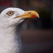 Seagull