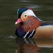 Waterfowls