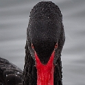 Black Swan (2)