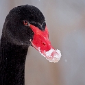 Black Swan (6)
