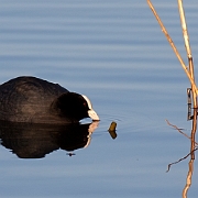 Coot (2)