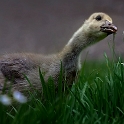 Goose baby (2)