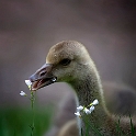 Goose baby (4)