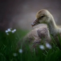 Goose baby