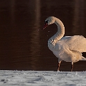 Swan (11)