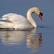 Swan (17)