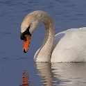 Swan (18)