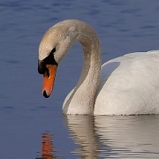 Swan (18)