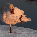 Swan (7)