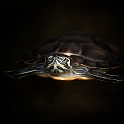 Turtle (2)