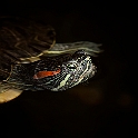 Turtle (3)