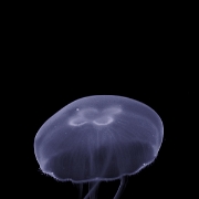 210513 199Z-1 : 210513