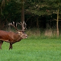 Burling Deers (1)
