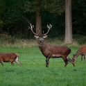 Burling Deers (2)