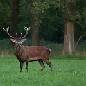 Burling Deers (3)