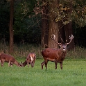 Burling Deers (4)
