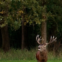 Burling Deers (5)
