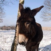 Donkey