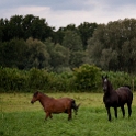 Horses (2)