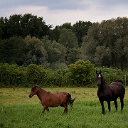 Horses (2)