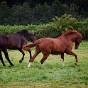 Horses (3)