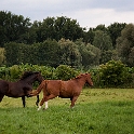 Horses (4)