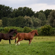 Horses (4)