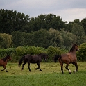 Horses (5)