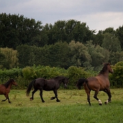 Horses (5)