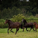 Horses (6)