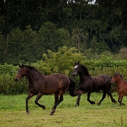 Horses (6)