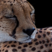 Cheeta